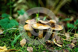 Cortinarius trivialis mushrooms