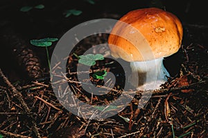 Cortinarius varius Brick yellow slime head fungus mushroom in colourful autumn forest