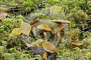Cortinarius venetus mushrooms growing among moss