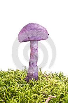 Cortinarius violaceus on a hummock