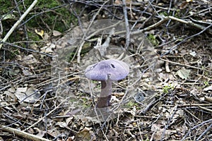 Cortinarius violaceus, purple mushroom