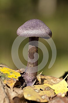 Cortinarius violaceus