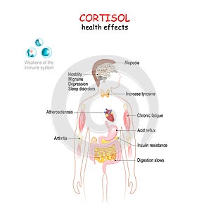 Cortisol health effects. Human`s body with internal organs affected by cortisol. photo
