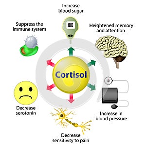 Kortizol funkcie 