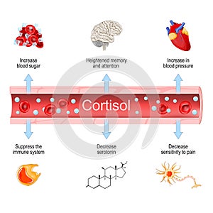 Cortisol. Health effects of hormone adrenal gland