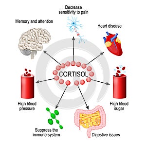 Cortisol hormone. Human endocrine system