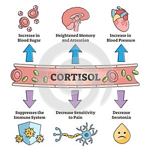 Cortisol hormone increased or decreased level symptom scheme outline concept