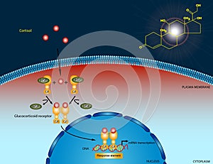 Cortisol signaling pathway
