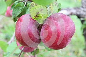 Cortland Apples