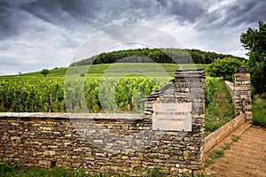 Burgundy. Corton-Charlemagne is the Grand Cru appellation for the white wines of the Montagne de Corton hill, France photo