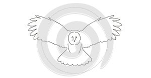 Curved Owl photo