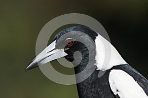 Australasian Corvid - the Magpie photo