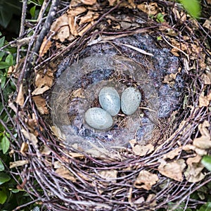 Corvid nest with eggs