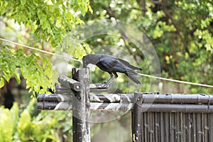 Corvidae bird