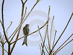 Corvidae, Drongo, or Crow Family sitting on a thin branch of a tree.