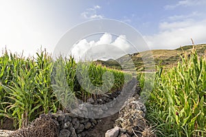 Corvo Corn Field