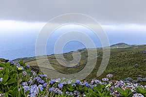 Corvo Hydrangea View