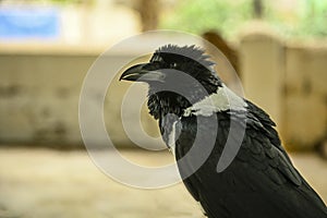 O manchado cuervo es un un poco de pájaro en familia 