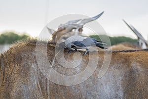 Corvus bird, pulling fleas from a Common eland`s back