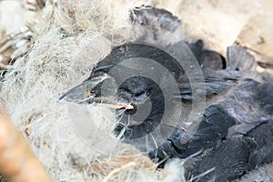 Corvus corax, Common Raven