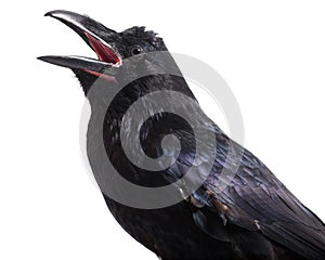 Corvus corax. Common Raven in front of white background.