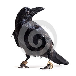 Corvus corax. Common Raven in front of white background.