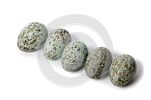 Corvus corax. The eggs of the Common Raven in front of white background.