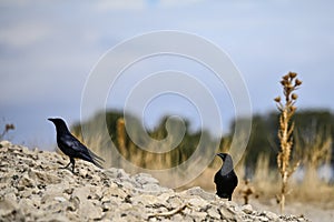 Corvus corax o cuervo grande, es una especie de ave paseriforme de la familia Corvidae. photo