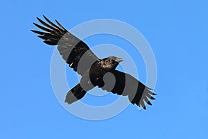 Corvus corax. An ordinary raven against the blue sky in the north of Russia