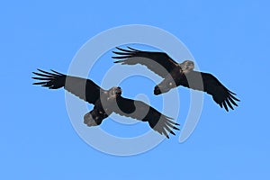 Corvus corax. Two ccommon ravens against the blue sky in the north of Russia