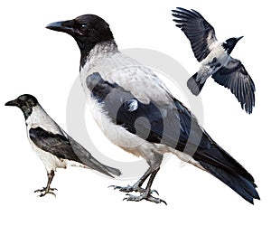 Corvus cornix, Hooded Crow