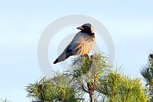 Corvus cornix. Hooded Crow in spring in the Arctic zone of Siberia