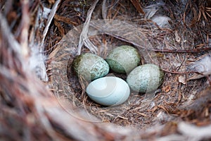 Corvus cornix. The nest of the Hooded Crow in nature.