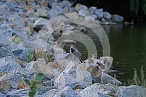 Corvus cornix sits on rocks near Lake Biesdorfer Baggersee. Berlin, Germany