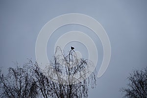 Corvus corone sits on a tree in November. The carrion crow, Corvus corone, is a passerine bird of the family Corvidae.