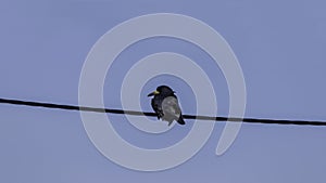 The Corvus frugilegus bird sits on a power cable