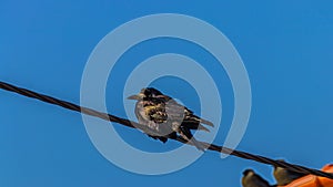 Corvus frugilegus bird sits on a power cable.