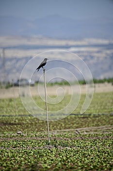 Corvus frugilegus, graja o grajo es una especie de ave paseriforme de la familia Corvidae. photo