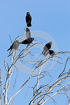 Corvus frugilegus, Rook.