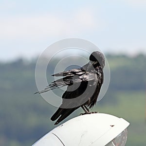 Corvus frugilegus scratching itself