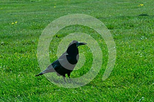Corvus frugilegus - Stonehenge ravens and crows