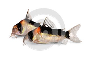 Cory catfish Corydoras duplicareus tropical aquarium fish