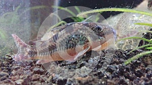 Cory fish in home aquarium. Corydoras catfish close-up in fish tank.