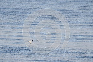 Cory`s major shearwater flying on mediterranean sea waves at sunset