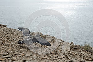 Cory`s shearwater.