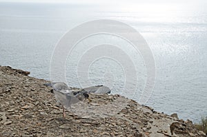 Cory`s shearwater.