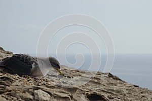 Cory`s shearwater.