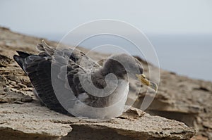 Cory`s shearwater.