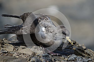 Cory`s shearwater.