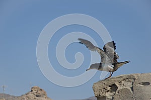 Cory`s shearwater.